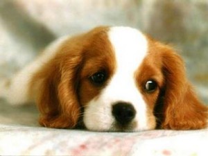 (Airplanes have a weird effect on me -- I get really sad and turn into a huge crybaby. Reading is dangerous because if anything sad happens, I will have snot streaming down my face while sobbing quietly. Damn airplanes! On that note, here is a sad puppy.)