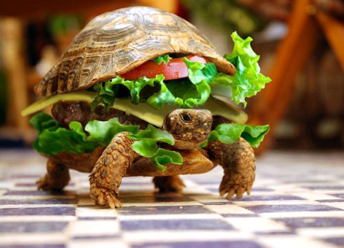Hamburgers and Turtles: Skipping the Gender Reveal